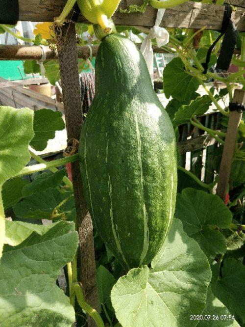 花花娱乐圈吃瓜,揭秘明星幕后故事，吃瓜群众狂欢盛宴