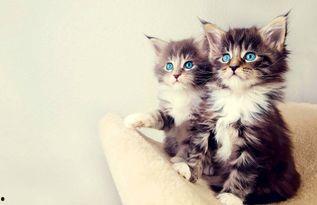 娱乐吃瓜酱猫咪视频