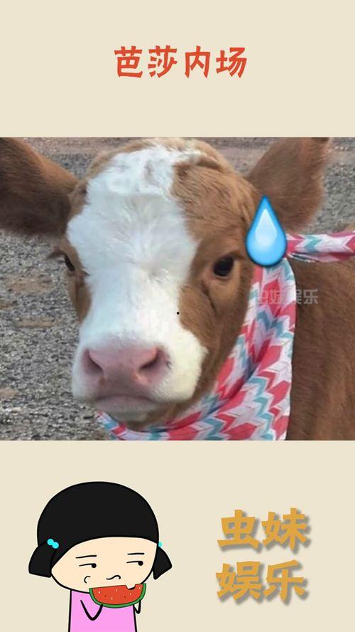 抖音娱乐吃瓜酱抖音号