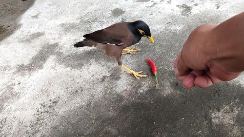 娱乐吃瓜小八哥是谁,网络红人的崛起之路