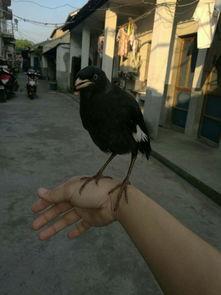 娱乐吃瓜小八哥是谁,网络红人的崛起之路