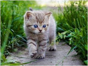 娱乐吃瓜酱猫条